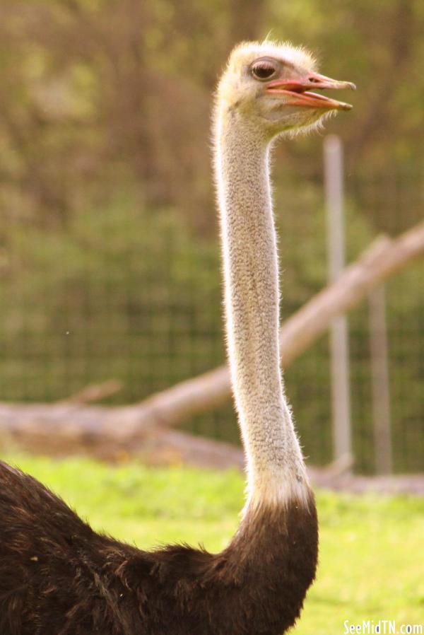 Ostrich neck and head