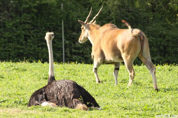 Ostrich resting looks at an eland.