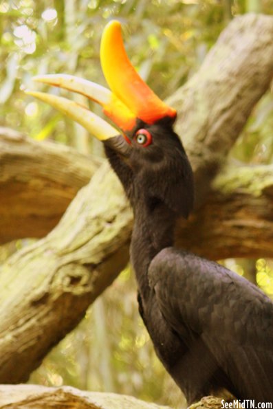 Rhinoceros Hornbill singing its song