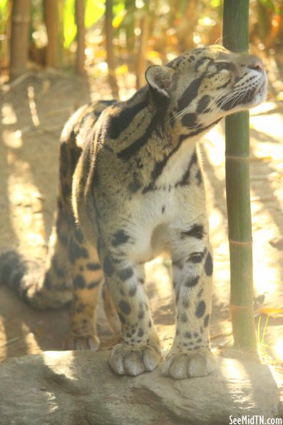 Clouded Leopard