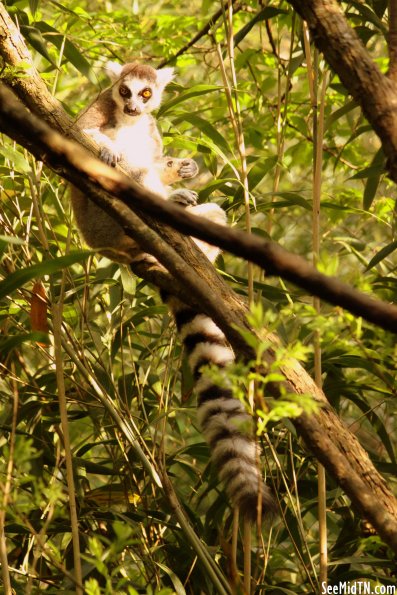 Ring-tailed Lemur