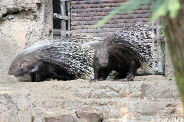African Crested Porcupine pair