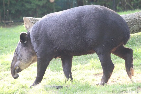 Tapir