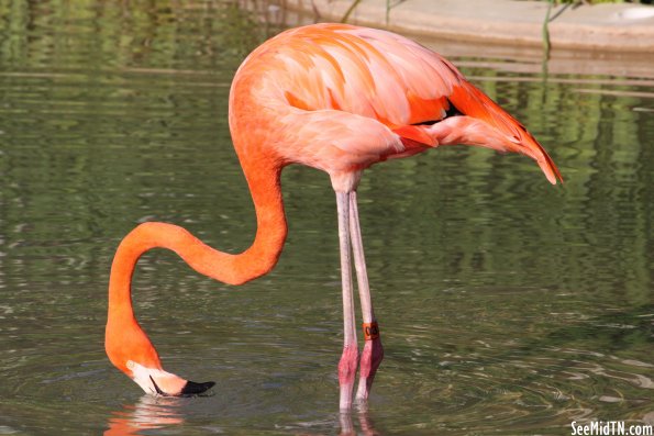 Flamingo Lagoon