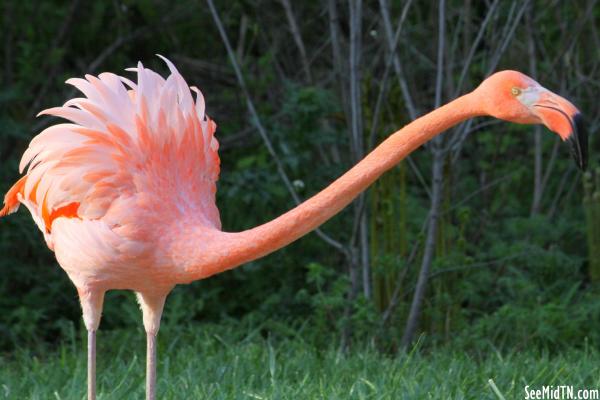 Flamingo Lagoon - neck stretching