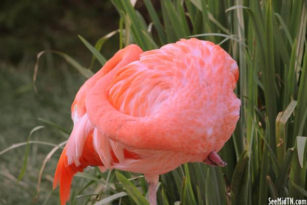 Flamingo Lagoon - sleeping
