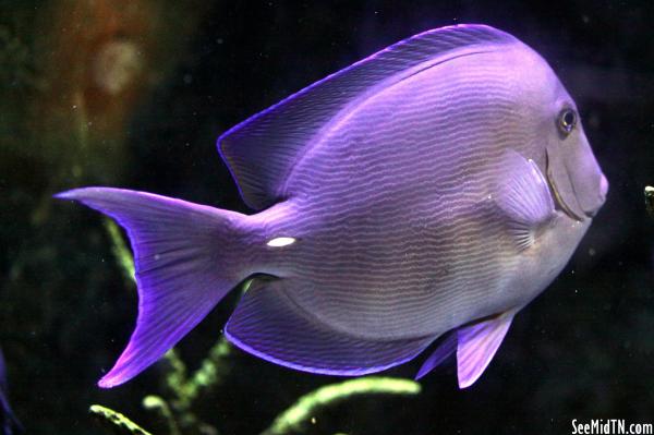 Unseen World purple fish