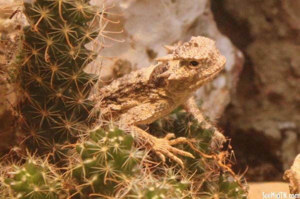 Desert Horned Lizard