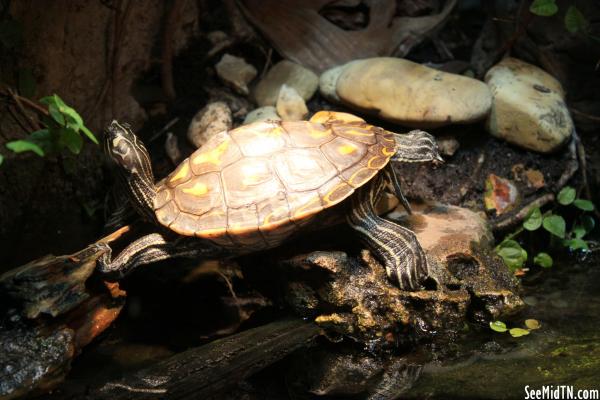 Yellow Blotched-Map Turtle