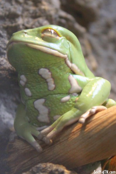 Waxing Monkey Frog