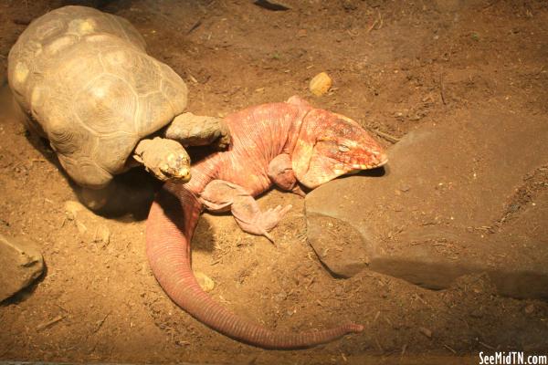 Argentine Red Tegu (3) climbed on by Turtle