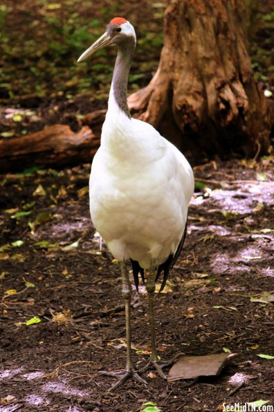 Red-crowned Crane