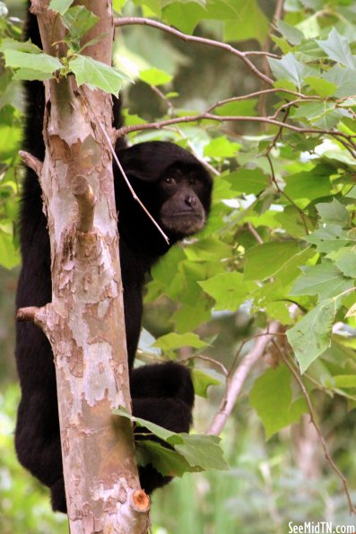 Siamang looks around the corner