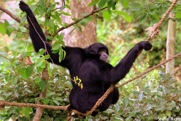 Siamang takes a rest