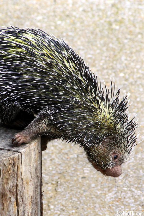 Prehensile-tailed porcupine looks over the edge