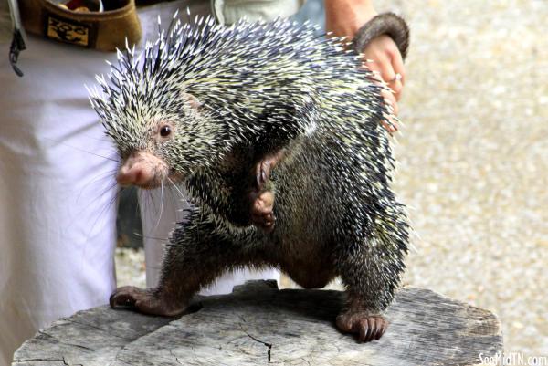 Prehensile-tailed porcupine tries to stand on back legs