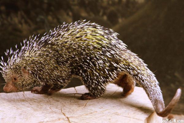 Prehensile-tailed porcupine