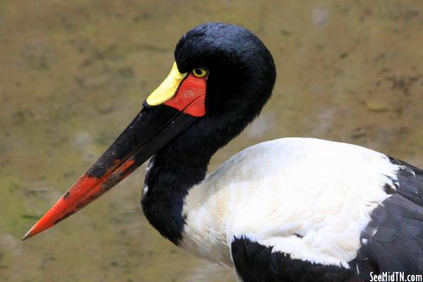 Saddlebill Stork closeup