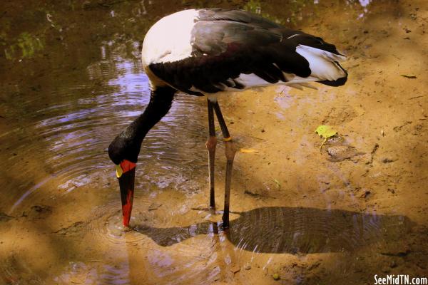 Saddlebill Stork digging for food
