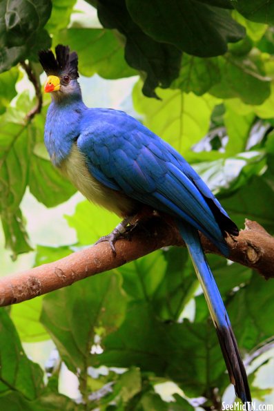 Great Blue Turaco perched