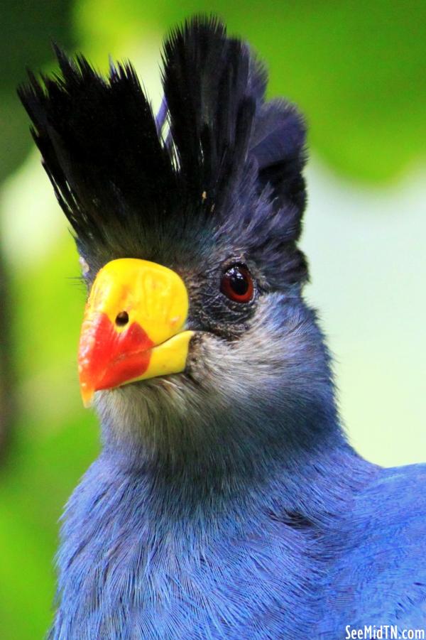 Great Blue Turaco closeup of head