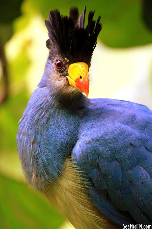 Great Blue Turaco closeup
