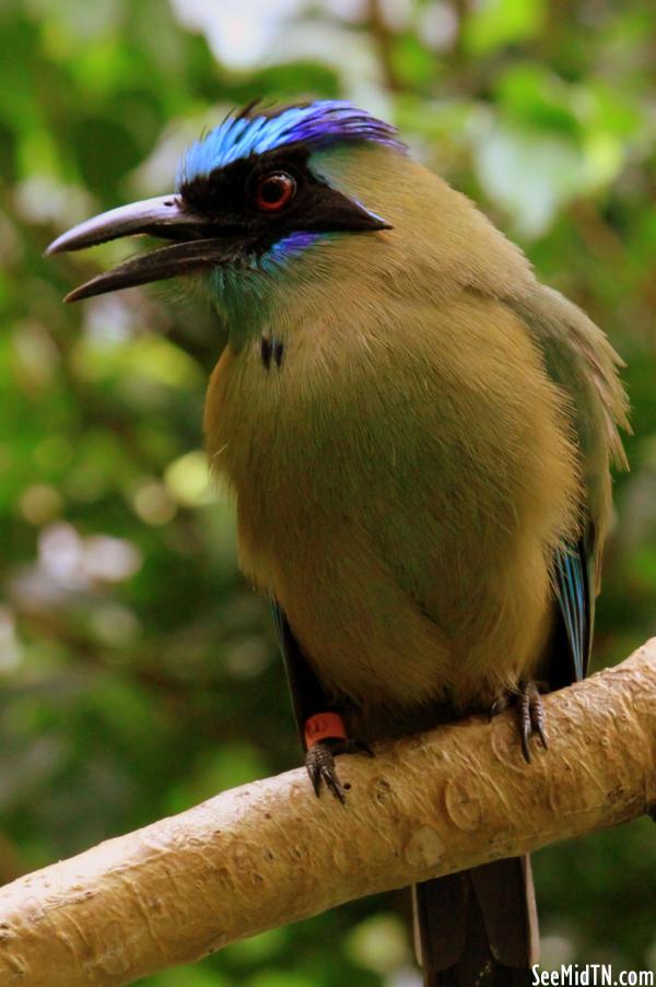 Blue-Crowned Motmot perched