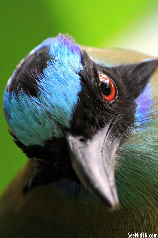 Blue-Crowned Motmot closeup of face