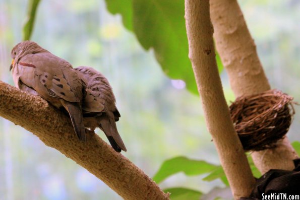 Croaking Ground-Dove (I think) near nest