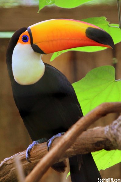 Toco Toucan