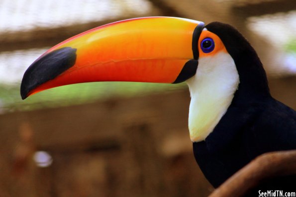 Toco Toucan