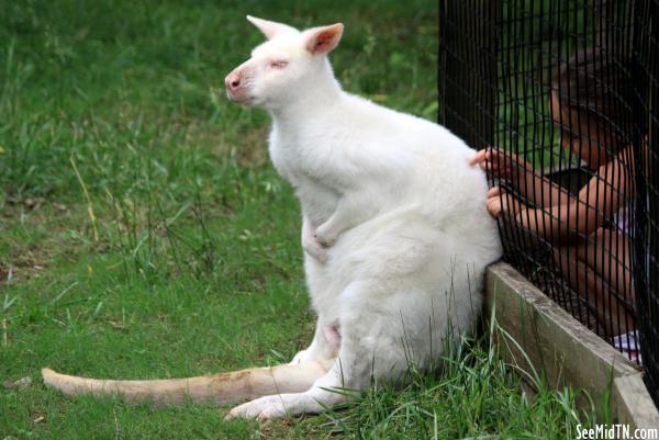 Bennett's Wallaby Albino - A little more to the left, please.