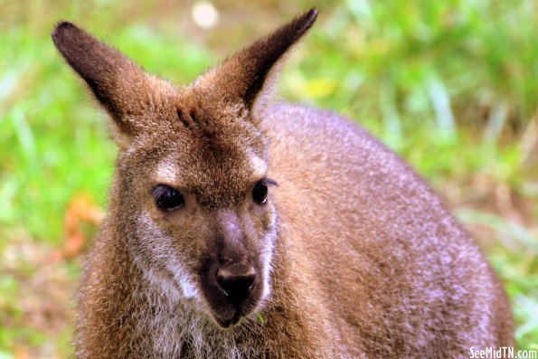 Bennett's Wallaby