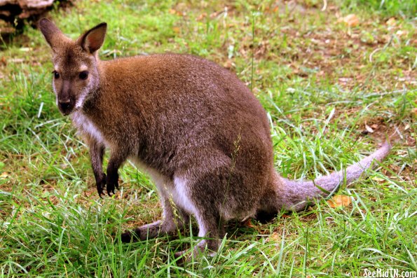 Bennett's Wallaby