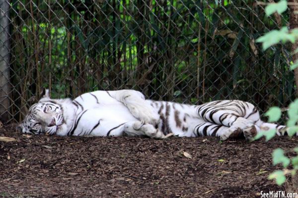 Bengal Tiger - White Tiger resting