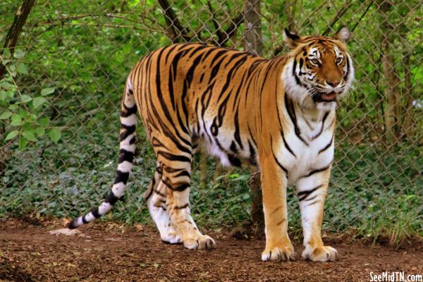 Bengal Tiger standing