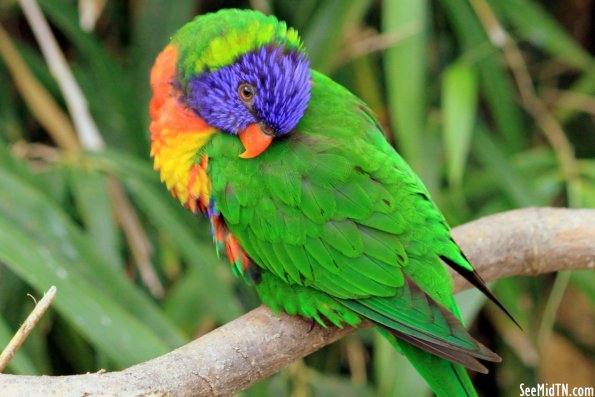 Lorikeet Landing - Swanson's Lorikeet