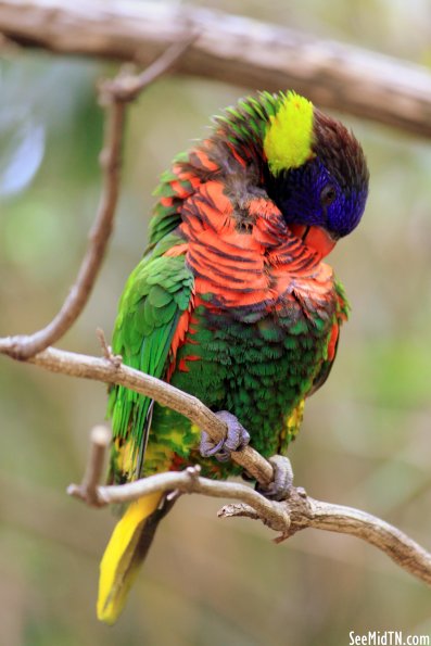 Lorikeet Landing - Swanson's Lorikeet