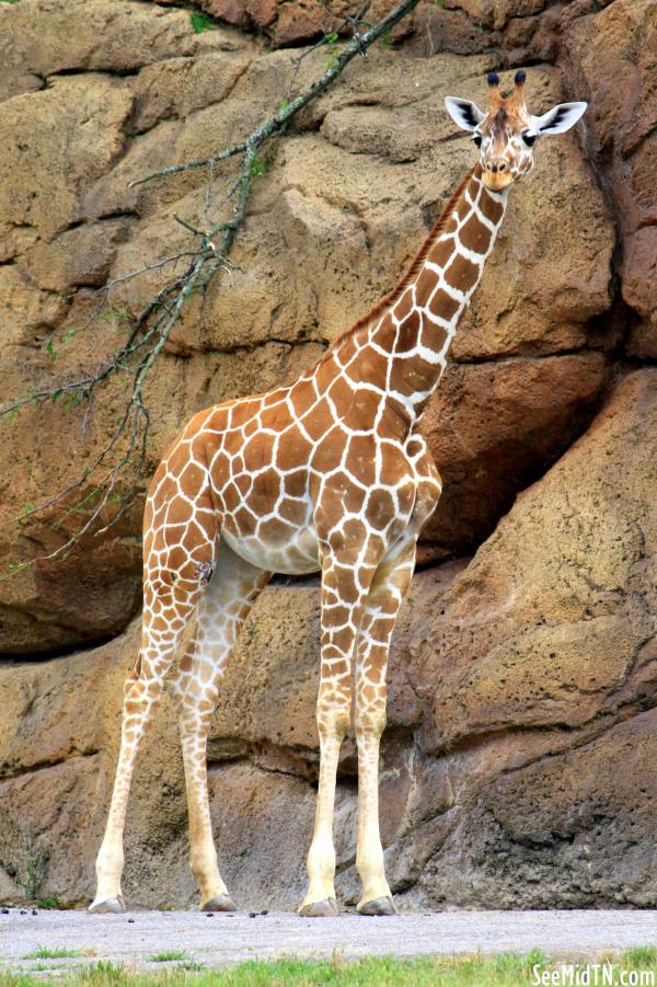 Giraffe Savanna - Sita, the youngest