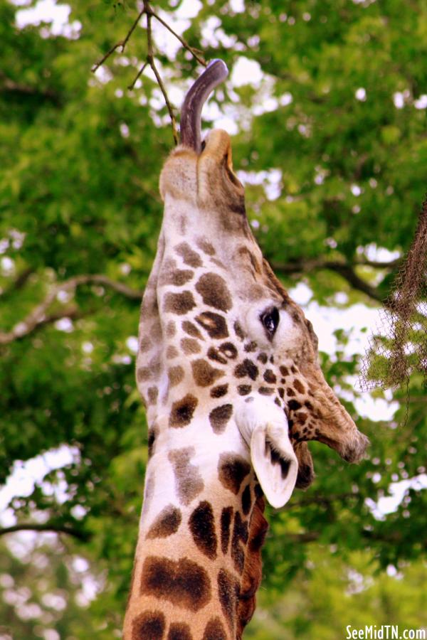 Giraffe Savanna - licking a branch