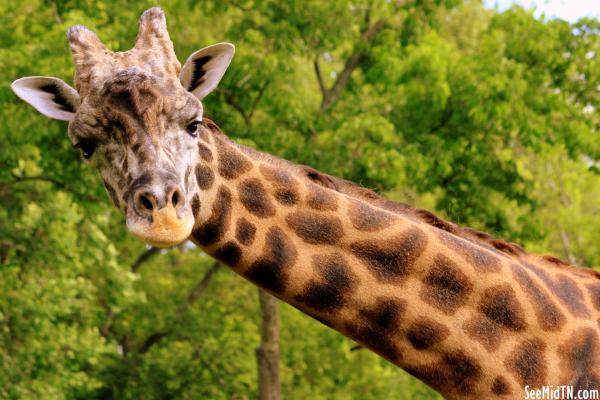 Giraffe Savanna - Outstretched Neck