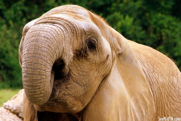 African Elephant Drinks Water from Trunk