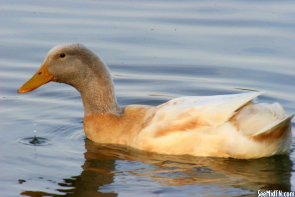 Waterfowl 2