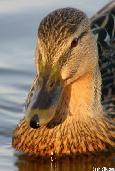 Waterfowl 9