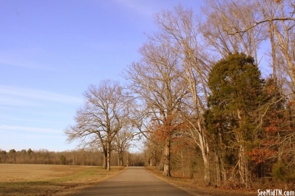 Tree-lined road