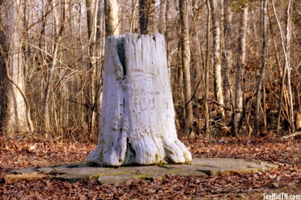 Preserved carved tree stump
