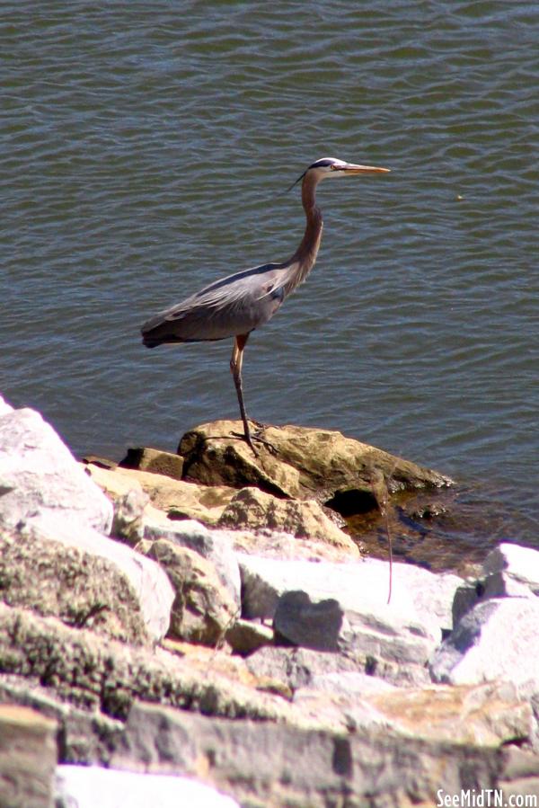 Heron on the rocks