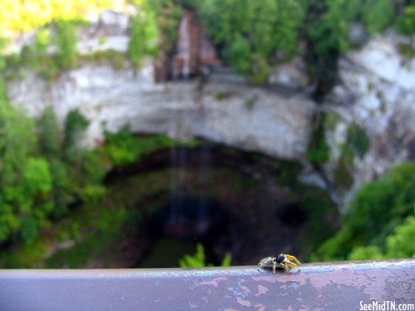 Fall Creek Falls spider