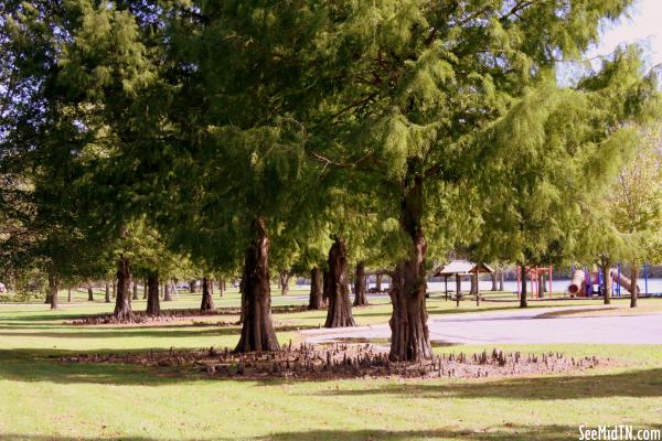 Lock A campground trees