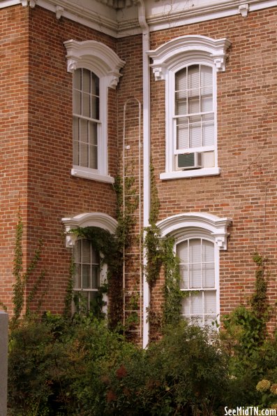 Courthouse vines